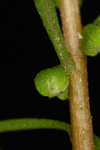 Piedmont marsh elder